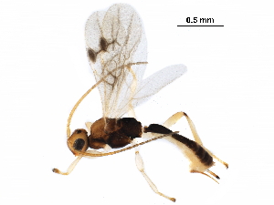 (Mesocentrus - BIOUG36020-B04)  @14 [ ] CreativeCommons - Attribution (2017) CBG Photography Group Centre for Biodiversity Genomics