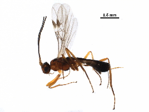  ( - BIOUG36020-D12)  @12 [ ] CreativeCommons - Attribution (2017) CBG Photography Group Centre for Biodiversity Genomics