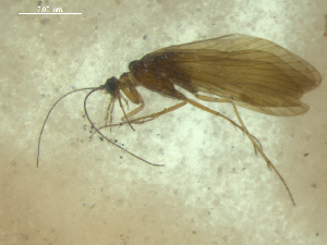  (Rhyacophila chilsia - 10DRCAD-041)  @13 [ ] Copyright (2010) Karl Kjer Rutgers University