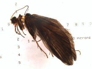  (Rhyacophila oreta - DRRh48)  @14 [ ] Copyright (2010) Karl Kjer Rutgers University
