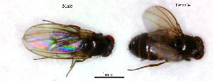  ( - Drosophila_bifasciata)  @11 [ ] No Rights Reserved (2023) Unspecified Vavilov Institute of General Genetics