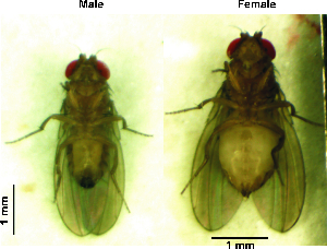  ( - Drosophila_transversa)  @11 [ ] No Rights Reserved (2023) Unspecified Vavilov Institute of General Genetics