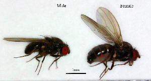  ( - Drosophila_bifasciata)  @11 [ ] No Rights Reserved (2023) Unspecified Vavilov Institute of General Genetics