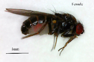  ( - Drosophila_bifasciata)  @11 [ ] No Rights Reserved (2023) Unspecified Vavilov Institute of General Genetics