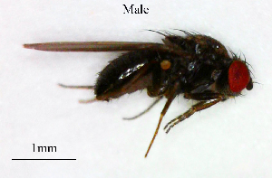  ( - Drosophila_bifasciata)  @11 [ ] No Rights Reserved (2023) Unspecified Vavilov Institute of General Genetics