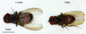  ( - Drosophila_bifasciata)  @11 [ ] No Rights Reserved (2023) Unspecified Vavilov Institute of General Genetics
