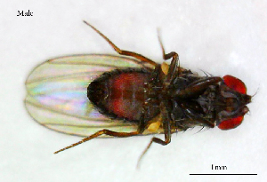  ( - Drosophila_bifasciata)  @11 [ ] No Rights Reserved (2023) Unspecified Vavilov Institute of General Genetics