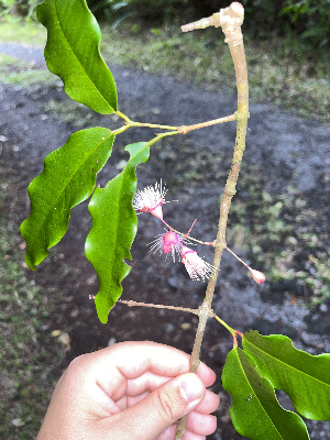  (Syzygium cymosum - M122-012)  @11 [ ] CreativeCommons  Attribution Share-Alike  Unspecified Universite de La Reunion