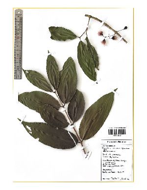  (Syzygium cymosum - M122-012)  @11 [ ] CreativeCommons  Attribution Share-Alike  Unspecified Universite de La Reunion