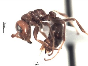  (Pseudomyrmex kuenckeli - BCCISEC0010108)  @12 [ ] CreativeCommons - Attribution (2015) David Donoso UTPL