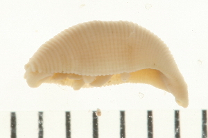  ( - HLC-26637)  @12 [ ] CreativeCommons - Attribution (2009) CBG Photography Group Centre for Biodiversity Genomics