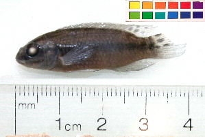  (Pelvicachromis sp - OL-0089)  @13 [ ] CreativeCommons - Attribution (2010) CBG Photography Group Centre for Biodiversity Genomics
