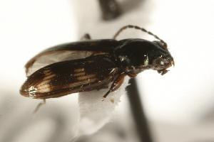  (Bembidion nigripes - CHU06-COL1-068)  @13 [ ] Unspecified (default): All Rights Reserved  Unspecified Unspecified