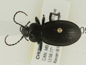  (Carabus taedatus - CHU06-COL1-091)  @14 [ ] Unspecified (default): All Rights Reserved  Unspecified Unspecified