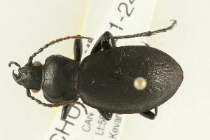  (Carabus taedatus - CHU06-COL1-248)  @14 [ ] Unspecified (default): All Rights Reserved  Unspecified Unspecified