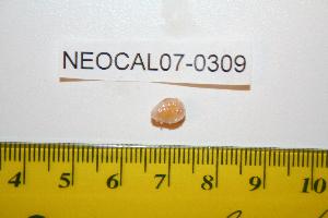  ( - NEOCAL07-0309)  @12 [ ] CreativeCommons - Attribution (2008) CBG Photography Group Centre for Biodiversity Genomics