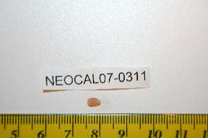  (Pseudione - NEOCAL07-0311)  @13 [ ] CreativeCommons - Attribution (2008) CBG Photography Group Centre for Biodiversity Genomics