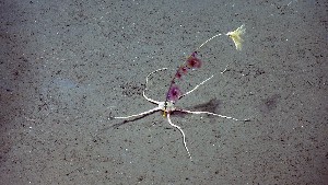  ( - PAC2022-035_OY079-009-01)  @11 [ ] CreativeCommons Attribution Non-Commercial (by-nc)  Unspecified Northeast Pacific Deep-Sea Diversity Expedition Partners