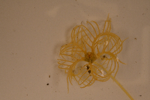 ( - PAC2022-035_OY079-009-01)  @11 [ ] CreativeCommons Attribution Non-Commercial (by-nc)  Unspecified Fisheries & Oceans Canada