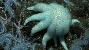  (Solaster borealis - PAC2022-035_OY080-019-01)  @11 [ ] CreativeCommons Attribution Non-Commercial (by-nc)  Unspecified Fisheries & Oceans Canada