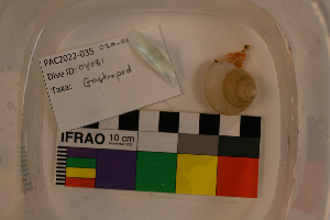 (Calliostoma cf. platinum - PAC2022-035_OY081-029-01)  @11 [ ] CreativeCommons Attribution Non-Commercial (by-nc)  Unspecified Northeast Pacific Deep-Sea Diversity Expedition Partners
