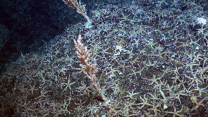  ( - PAC2022-035_OY081-030-01-01)  @11 [ ] CreativeCommons Attribution Non-Commercial (by-nc)  Unspecified Fisheries & Oceans Canada