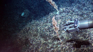  ( - PAC2022-035_OY081-030-01-01)  @11 [ ] CreativeCommons Attribution Non-Commercial (by-nc)  Unspecified Fisheries & Oceans Canada
