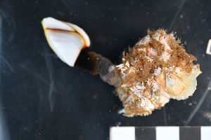  ( - PAC2022-035_OY082-034-01)  @11 [ ] CreativeCommons Attribution Non-Commercial (by-nc)  Unspecified Northeast Pacific Deep-Sea Diversity Expedition Partners