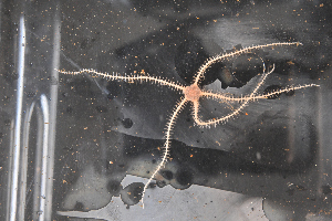  ( - PAC2022-035_OY083-038-02)  @11 [ ] CreativeCommons Attribution Non-Commercial (by-nc)  Unspecified Northeast Pacific Deep-Sea Diversity Expedition Partners