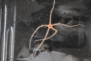  ( - PAC2022-035_OY083-038-02)  @11 [ ] CreativeCommons Attribution Non-Commercial (by-nc)  Unspecified Northeast Pacific Deep-Sea Diversity Expedition Partners