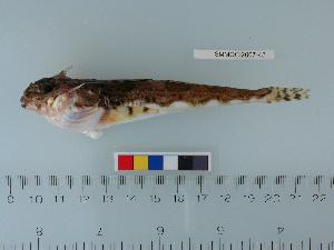  (Gymnocanthus galeatus - SMMOCI2007-42)  @14 [ ] Copyright (2010) Catherine Mecklenburg California Academy of Sciences
