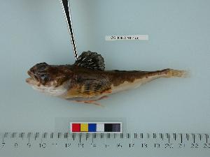  (Gymnocanthus tricuspis - OSHORO2007-55)  @14 [ ] Copyright (2010) Catherine Mecklenburg California Academy of Sciences