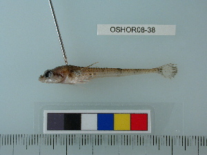  (Anoplagoninae - OSHOR08-38)  @14 [ ] Copyright (2010) Catherine Mecklenburg California Academy of Sciences