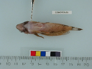  (Nautichthys pribilovius - OSHOR08-51)  @14 [ ] Copyright (2010) Catherine Mecklenburg California Academy of Sciences