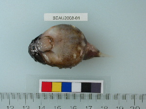  (Eumicrotremus derjugini - BEAU2008-01)  @13 [ ] Copyright (2010) Catherine Mecklenburg California Academy of Sciences