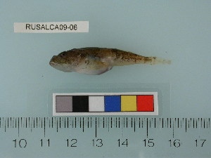  (Myoxocephalus scorpius - RUSALCA09-06)  @14 [ ] Copyright (2010) Catherine Mecklenburg California Academy of Sciences