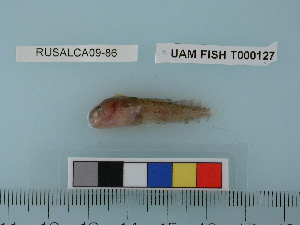 ( - RUSALCA09-86)  @12 [ ] Copyright (2010) Catherine Mecklenburg California Academy of Sciences