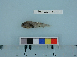  ( - BEAU2011-64)  @12 [ ] Copyright (2011) Catherine W. Mecklenburg Unspecified