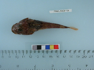  (Trichocottus brashnikovi - RUSALCA09-190)  @14 [ ] Copyright (2010) Catherine Mecklenburg California Academy of Sciences