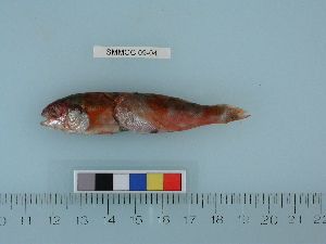  ( - SMMOCI09-04)  @12 [ ] Copyright (2010) Catherine Mecklenburg California Academy of Sciences