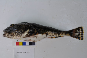  (Myoxocephalus polyacanthocephalus - PSR2009-06)  @14 [ ] Copyright (2010) Catherine Mecklenburg California Academy of Sciences