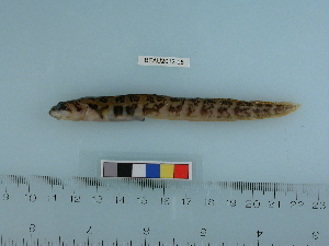  (Zoarcidae - BEAU2012-05)  @15 [ ] Copyright (2012) C. W. Mecklenburg Point Stephens Research