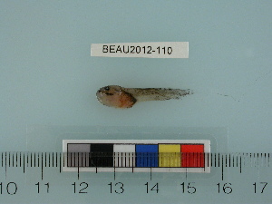  ( - BEAU2012-110)  @12 [ ] Copyright (2012) C. W. Mecklenburg Point Stephens Research
