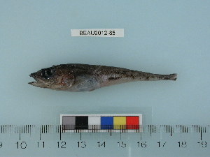  ( - BEAU2012-85)  @12 [ ] Copyright (2012) C. W. Mecklenburg Point Stephens Research