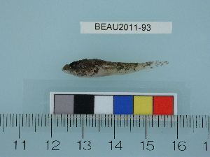  (Myoxocephalus jaok - BEAU2011-93)  @13 [ ] Copyright (2011) Catherine W. Mecklenburg California Academy of Sciences