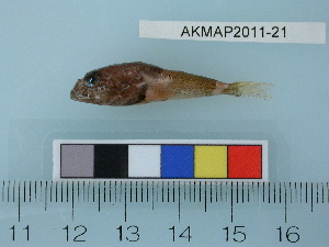  (Trichocottus - AKMAP2011-21)  @14 [ ] Copyright (2011) Catherine W. Mecklenburg California Academy of Sciences