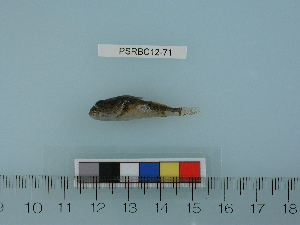 ( - PSRBC12-71)  @13 [ ] Copyright (2012) C. W. Mecklenburg Point Stephens Research