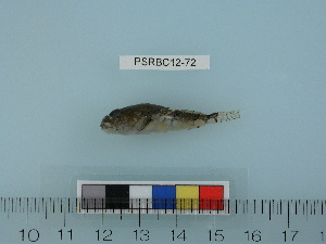  ( - PSRBC12-72)  @13 [ ] Copyright (2012) C. W. Mecklenburg Point Stephens Research