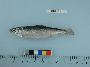  (Coregonus sardinella - PSRBC12-10)  @11 [ ] Copyright (2012) C. W. Mecklenburg Point Stephens Research