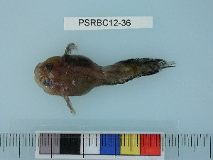  (Liparis ochotensis - PSRBC12-36)  @12 [ ] Copyright (2012) C. W. Mecklenburg Point Stephens Research